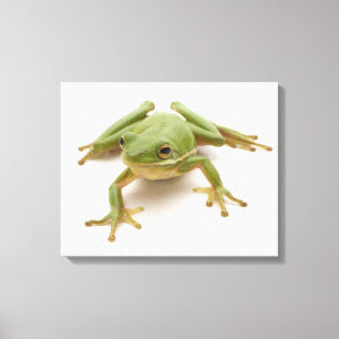 Green Tree Frog Canvas Print