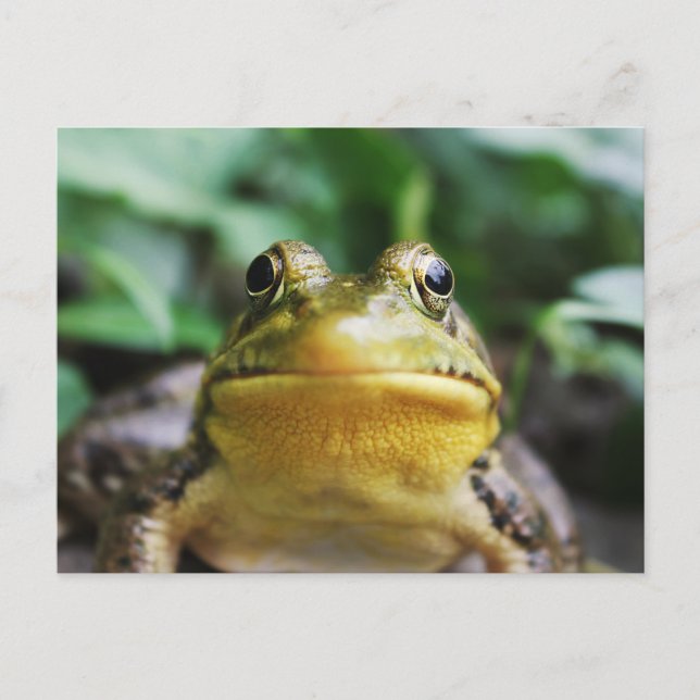 Green Tree Frog Close-Up Postcard (Front)