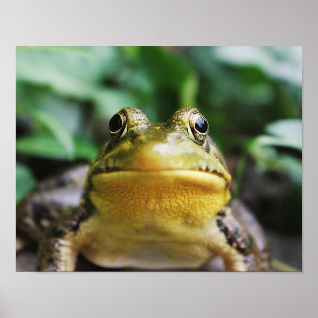 Green Tree Frog Close-Up Poster (Front)