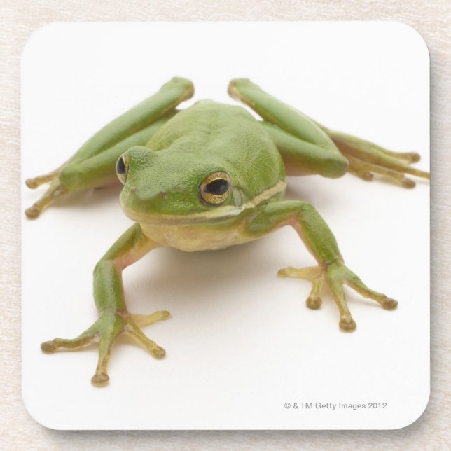 Green Tree Frog Coaster (Front)