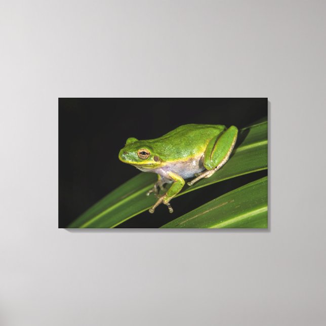 Green Tree Frog (Hyla cinerea) 2 Canvas Print (Front)