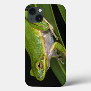 Green Tree Frog (Hyla cinerea) 2 iPhone 13 Case