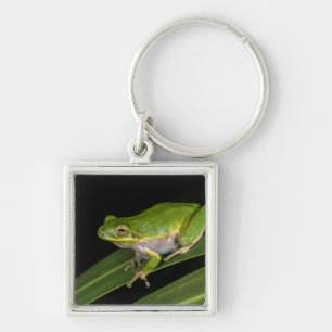 Green Tree Frog (Hyla cinerea) 2 Key Ring