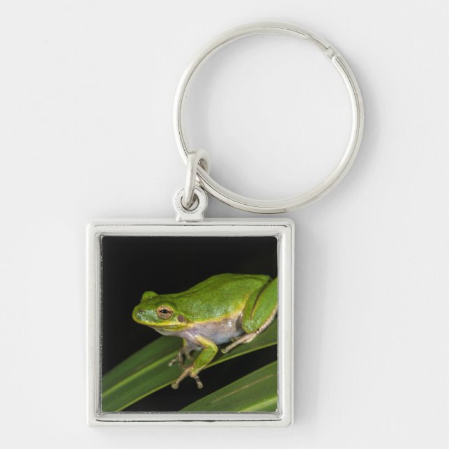 Green Tree Frog (Hyla cinerea) 2 Key Ring (Front)