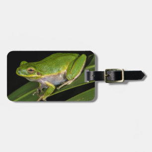 Green Tree Frog (Hyla cinerea) 2 Luggage Tag