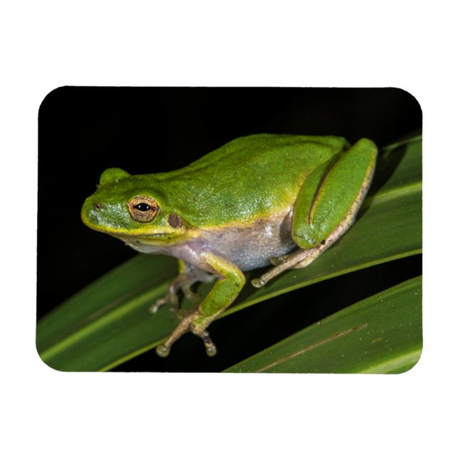 Green Tree Frog (Hyla cinerea) 2 Magnet (Horizontal)