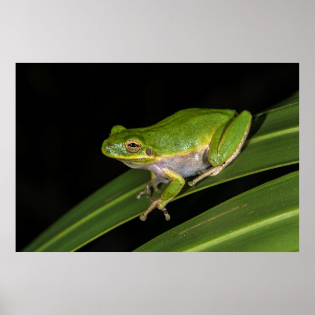 Green Tree Frog (Hyla cinerea) 2 Poster (Front)