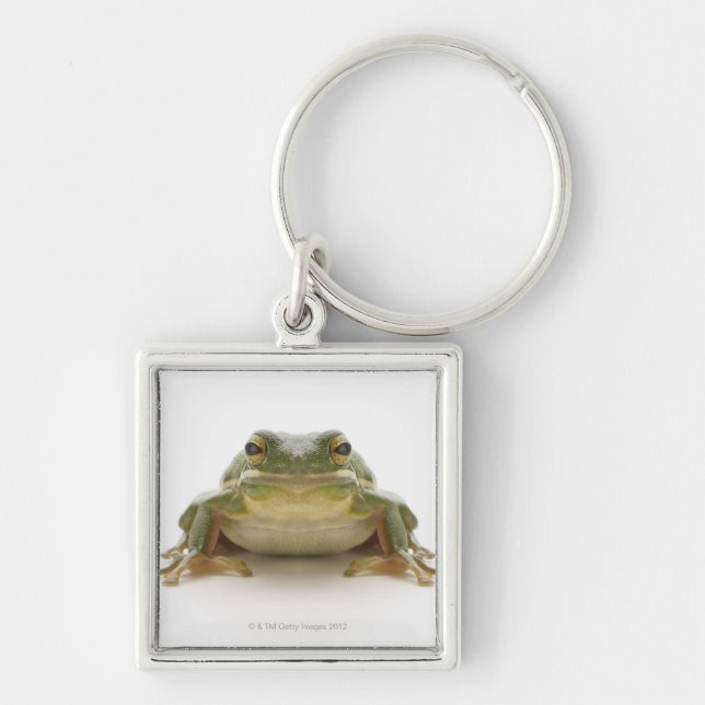 Green tree frog (Hylidae cinerea) Key Ring (Front)