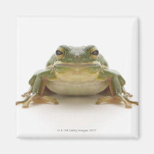 Green tree frog (Hylidae cinerea) Magnet