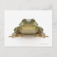 Green tree frog (Hylidae cinerea)