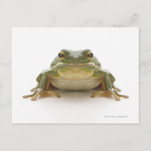 Green tree frog (Hylidae cinerea) Postcard
