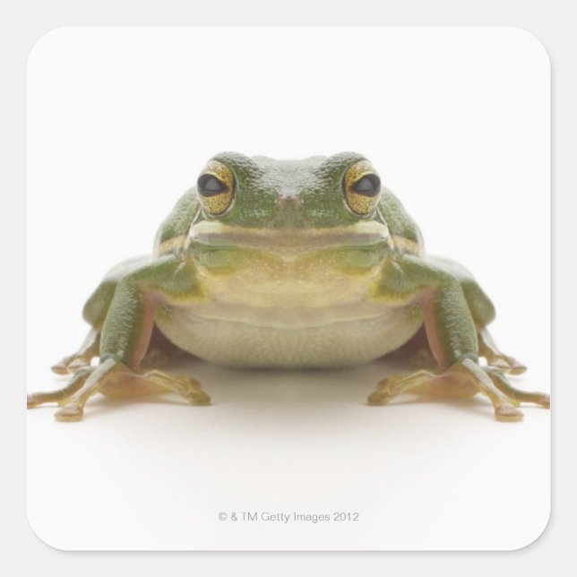 Green tree frog (Hylidae cinerea) Square Sticker (Front)
