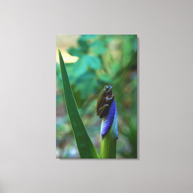 Green Tree Frog on Iris Canvas Print (Front)