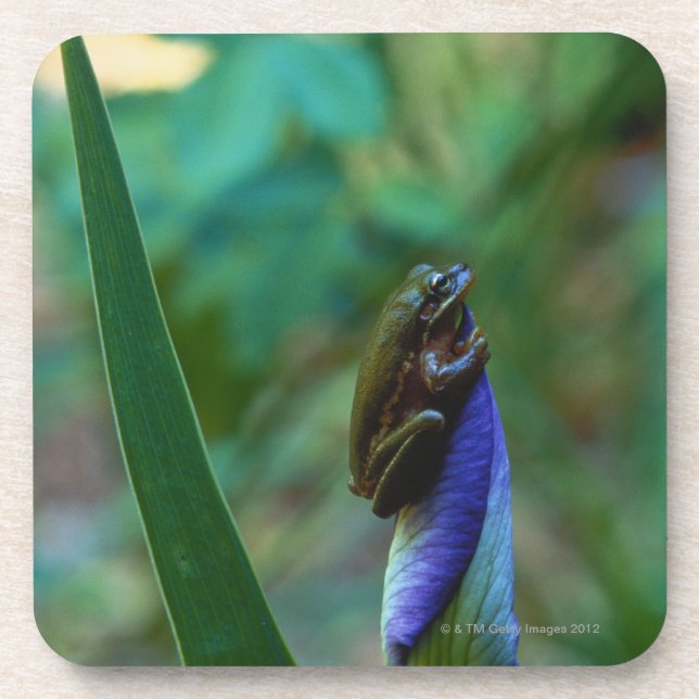 Green Tree Frog on Iris Coaster (Front)