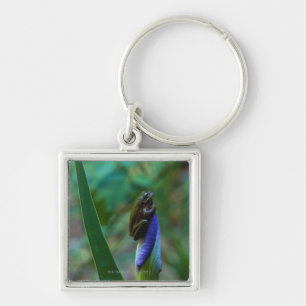 Green Tree Frog on Iris Key Ring