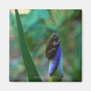 Green Tree Frog on Iris Magnet