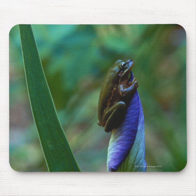 Green Tree Frog on Iris Mouse Mat (Front)