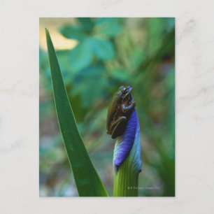 Green Tree Frog on Iris Postcard