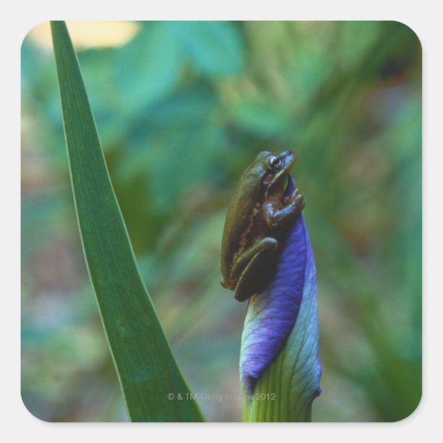 Green Tree Frog on Iris Square Sticker (Front)