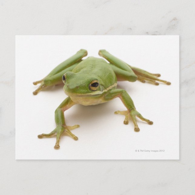 Green Tree Frog Postcard (Front)