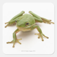 Green Tree Frog