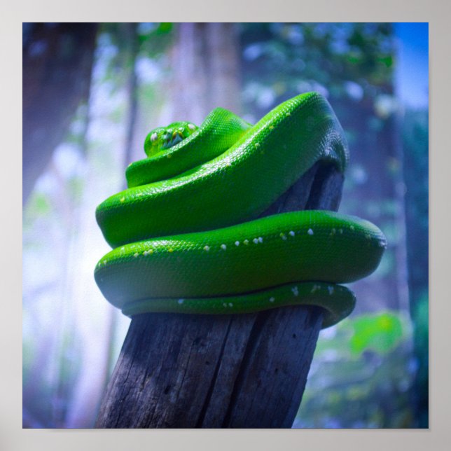 Green Tree Python (A) Poster (Front)