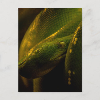 green tree python eye postcard