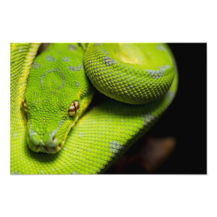 Green Tree Python, Galaxy Photo Print