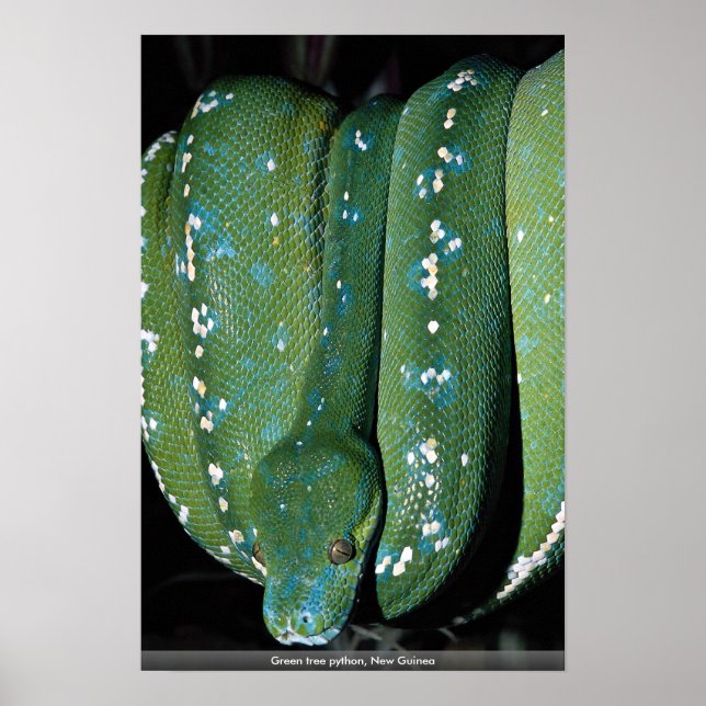 Green tree python, New Guinea Poster (Front)