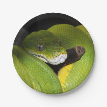 Green tree python