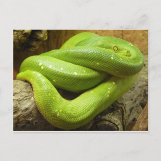 Green Tree Python Postcard
