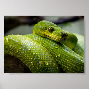 Green Tree Python Poster