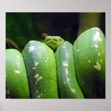Green Tree Python
