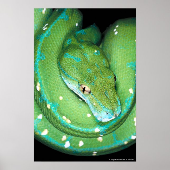 Green Tree Python Poster (Front)