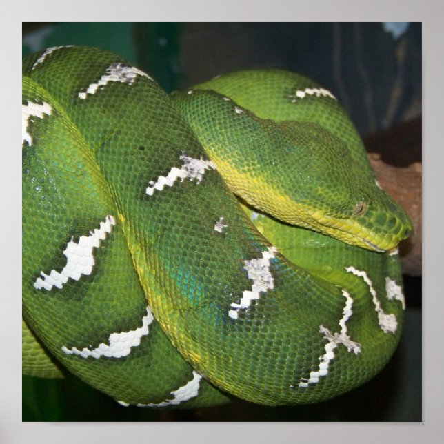 Green Tree Python Poster (Front)