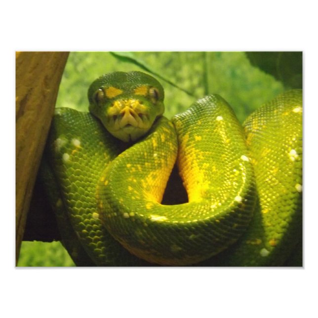 Green Tree Python Print (Front)
