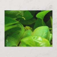 green tree python snake