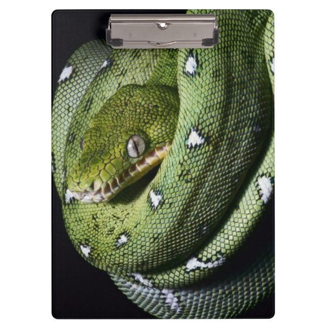 Green tree snake emerald boa in Bolivia Clipboard (Front)
