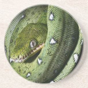 Green tree snake emerald boa in Bolivia Coaster