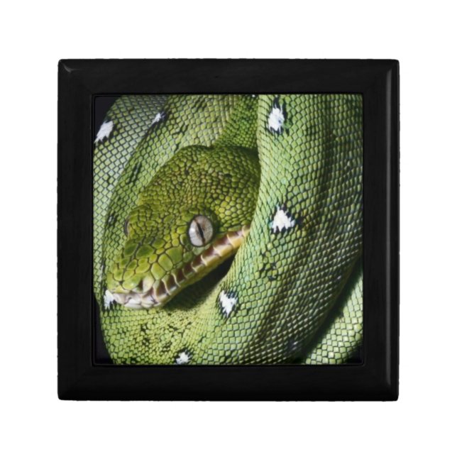 Green tree snake emerald boa in Bolivia Gift Box (Front)