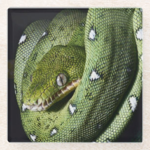 Green tree snake emerald boa in Bolivia Glass Coaster