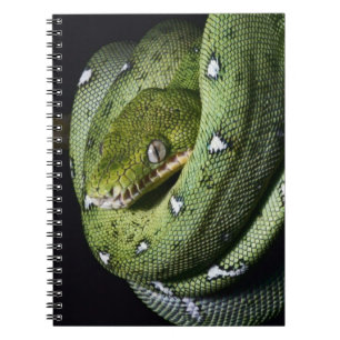 Green tree snake emerald boa in Bolivia Notebook