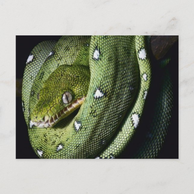 Green tree snake emerald boa in Bolivia Postcard (Front)