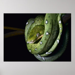 Green tree snake emerald boa in Bolivia Poster