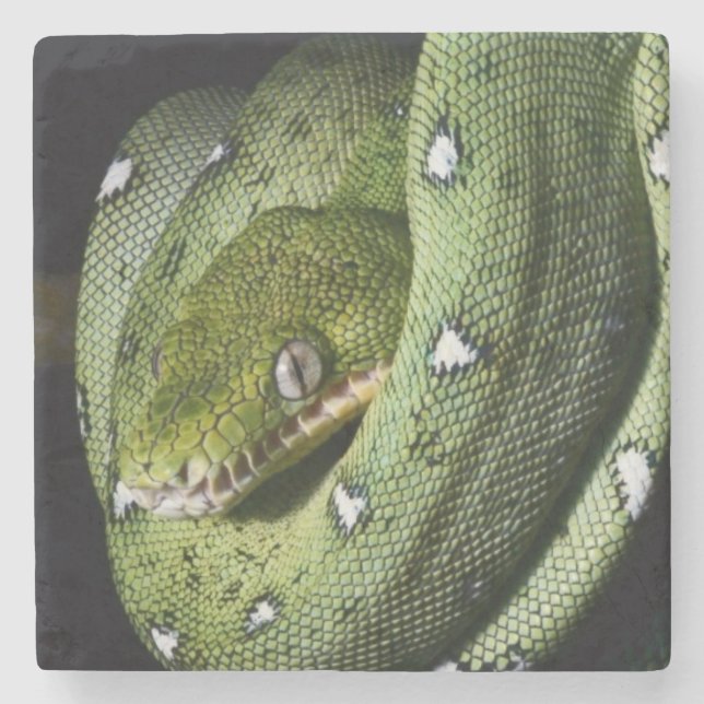 Green tree snake emerald boa in Bolivia Stone Coaster (Front)