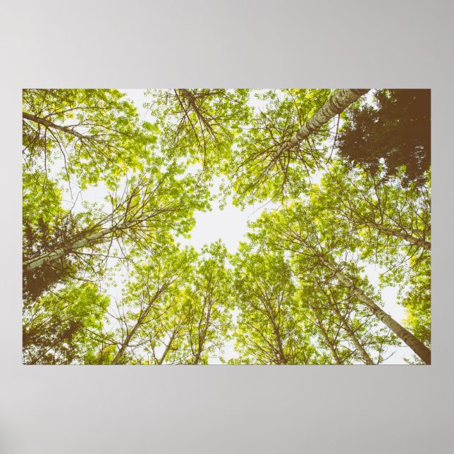 Green tree tops poster (Front)