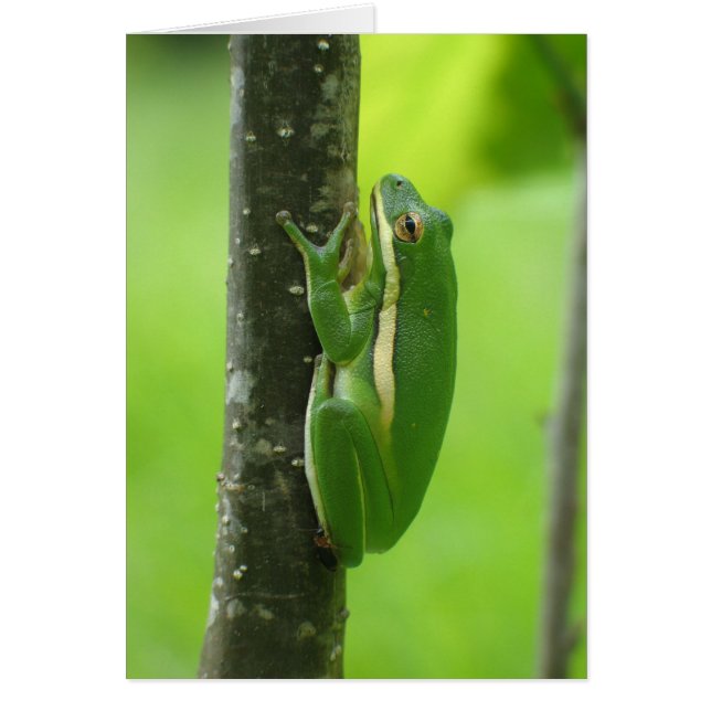 Green Treefrog (Front)
