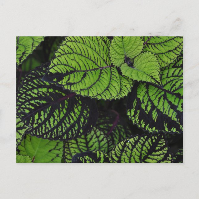 Green tropical leaves postcard (Front)
