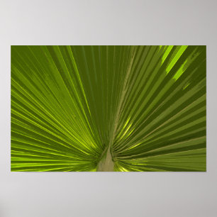 Green Tropical Palm Tree Frond Poster
