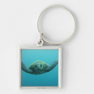Green Turtle (Chelonia mydas agassisi), Central Key Ring